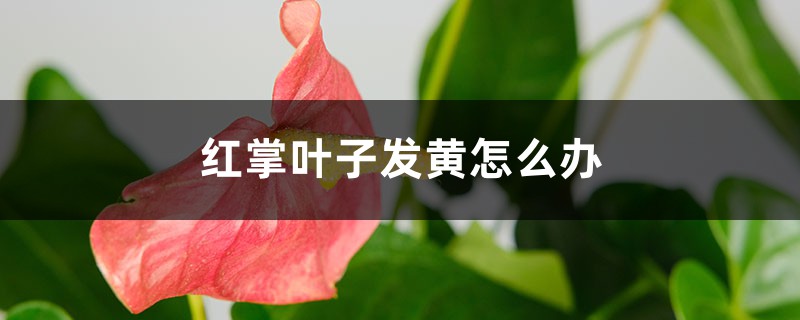 红掌叶子发黄怎么办，要剪掉吗