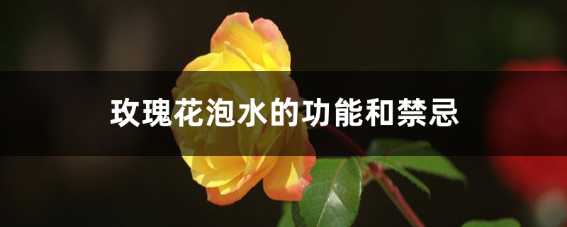 玫瑰花泡水的功能和禁忌，泡水喝放几朵