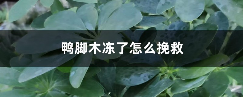 鸭脚木冻了怎么挽救