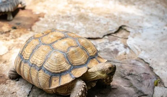 宠物龟的寿命有多长？养龟人士必看的长寿秘诀！