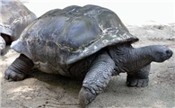 宠物龟的寿命有多长？养龟人士必看的长寿秘诀！