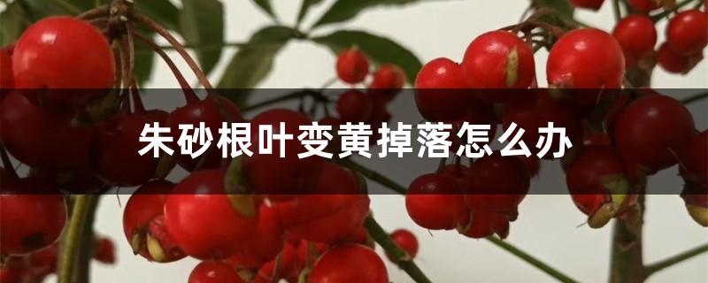 朱砂根叶变黄掉落怎么办