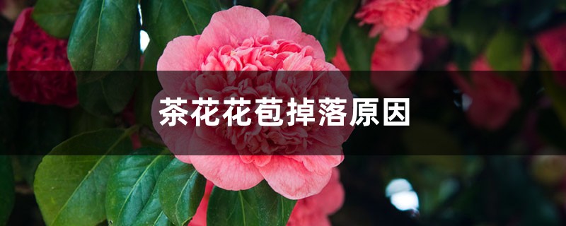 茶花花苞掉落原因是什么