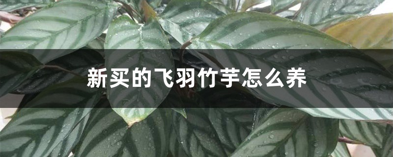 新买的飞羽竹芋怎么养