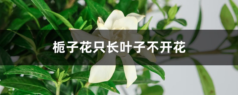 栀子花为什么只长叶子不开花，怎么救治