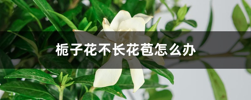 栀子花不长花苞怎么办