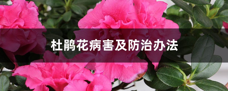 杜鹃花病害及防治办法