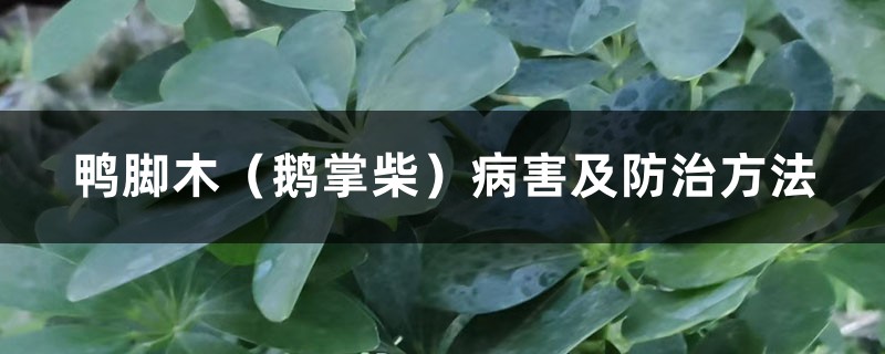 鸭脚木（鹅掌柴）病害及防治方法