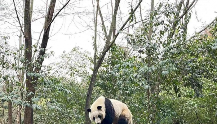 到成都旅游攻略 成都三日游路线