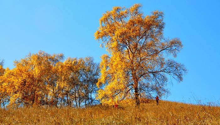 黄花沟旅游景区在哪里 黄花沟在哪里