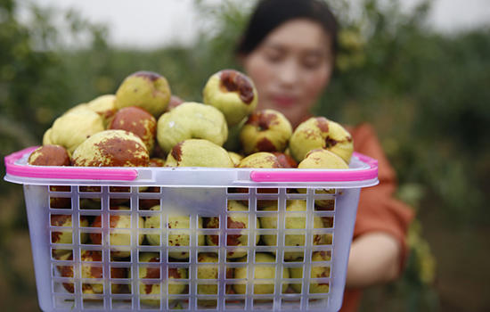 菏泽特色水果