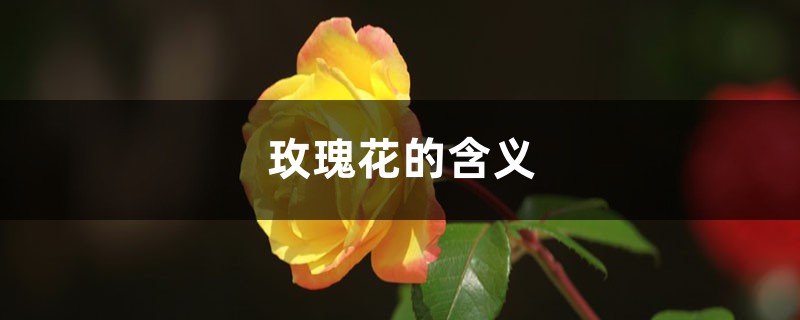 玫瑰花的含义是什么，送多少朵的含义