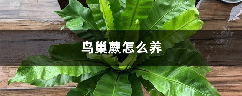 鸟巢蕨怎么养，鸟巢蕨图片