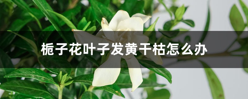 栀子花叶子发黄干枯怎么办