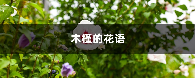 木槿的花语和寓意，有什么传说故事