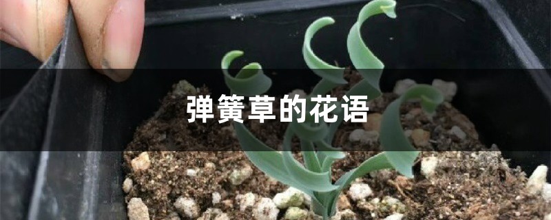 弹簧草的花语和寓意，适合送给什么人