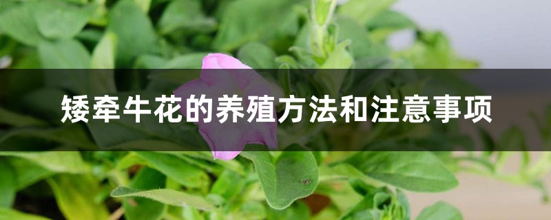 矮牵牛花的养殖方法和注意事项