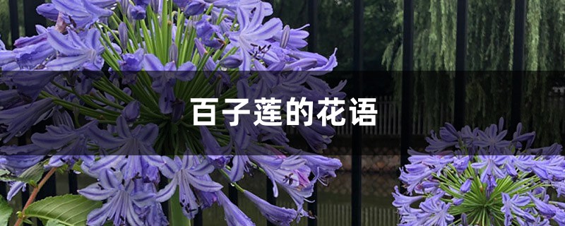 百子莲的花语和寓意，适合送给什么人