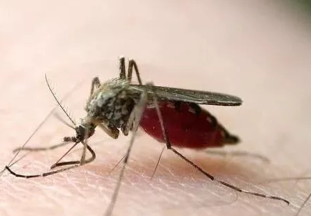 蚊子为什么叮咬人？我们需要科学防御