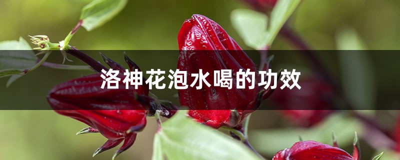 洛神花泡水喝的功效，洛神花茶可以减肥吗