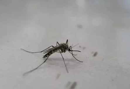 蚊子为什么叮咬人？我们需要科学防御
