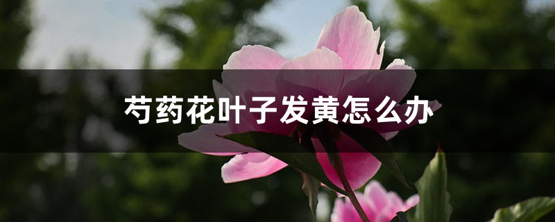 芍药花叶子发黄怎么办