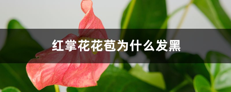 红掌花花苞为什么发黑