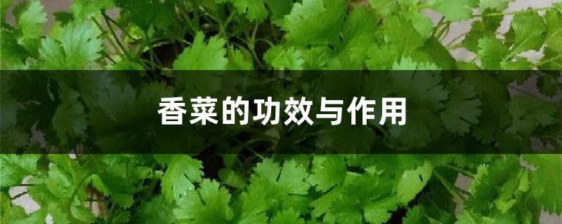 香菜的功效与作用，香菜怎么做好吃