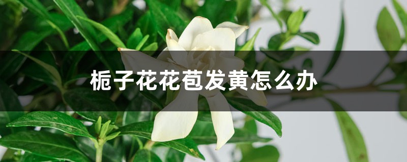 栀子花花苞发黄怎么办