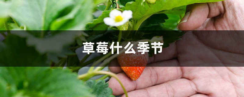 草莓什么季节，草莓图片