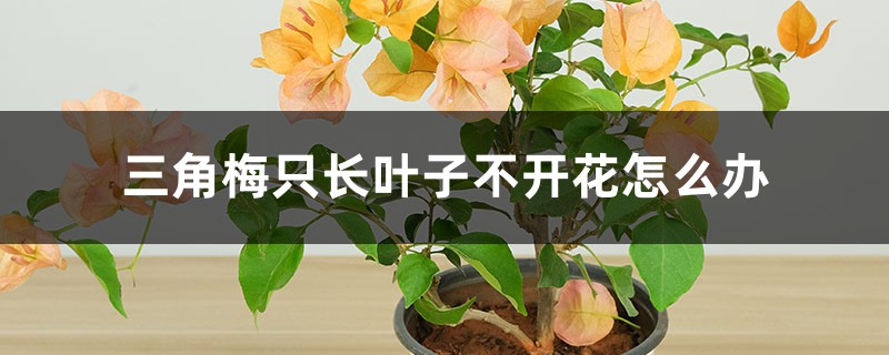 三角梅只长叶子不开花怎么办