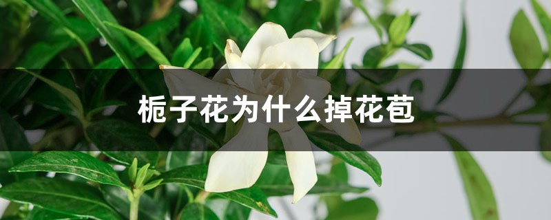 栀子花为什么掉花苞