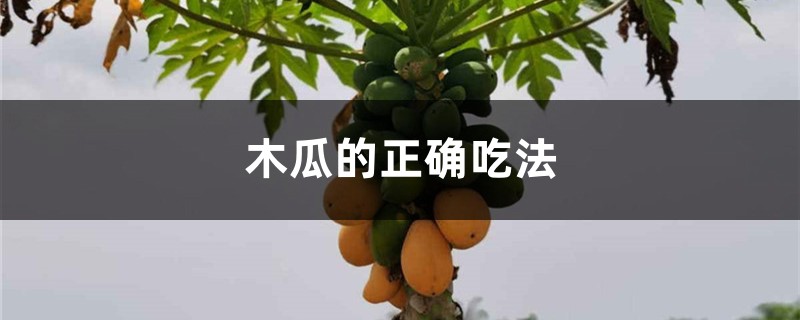 木瓜的正确吃法，木瓜食用方法