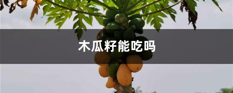 木瓜籽能吃吗，木瓜籽的功效与作用