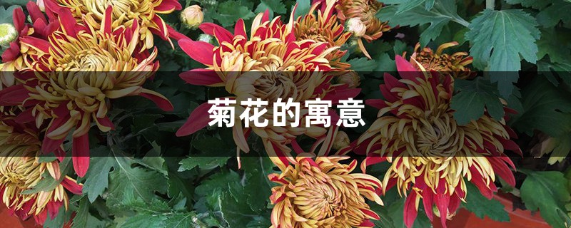 菊花的寓意，菊花代表什么