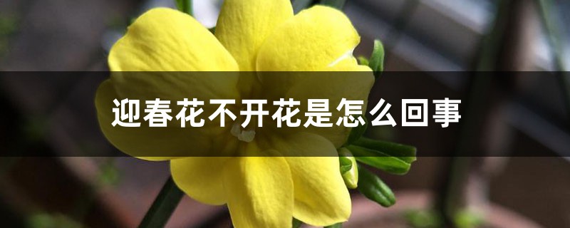 迎春花不开花是怎么回事