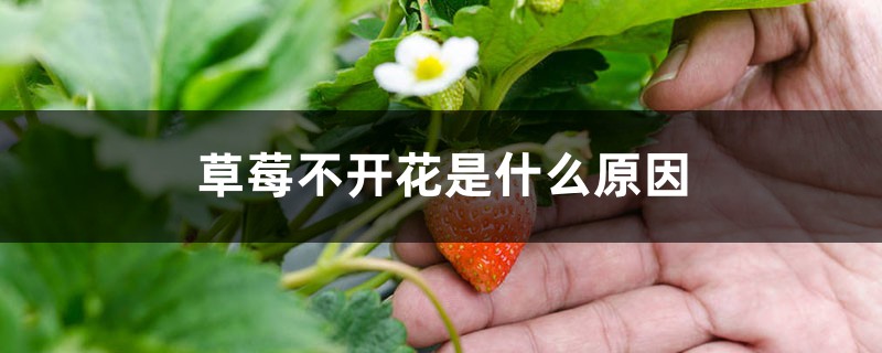 草莓不开花是什么原因