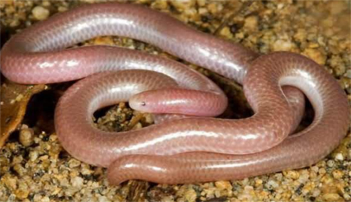 世界上最小的蛇叫什么名字（盲蛇）
