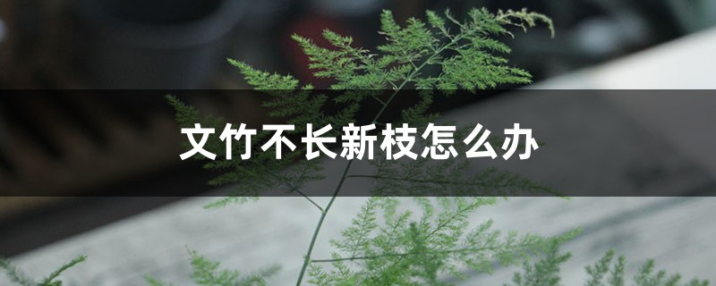 文竹不长新枝怎么办