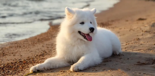 萨摩耶犬性格温顺吗？萨摩耶：性格温顺的雪球小精灵