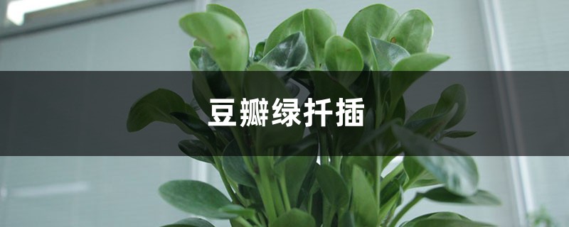 豆瓣绿怎么扦插