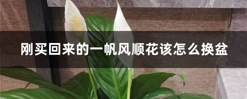 刚买回来的一帆风顺花该怎么换盆，换盆后有黄叶正常吗