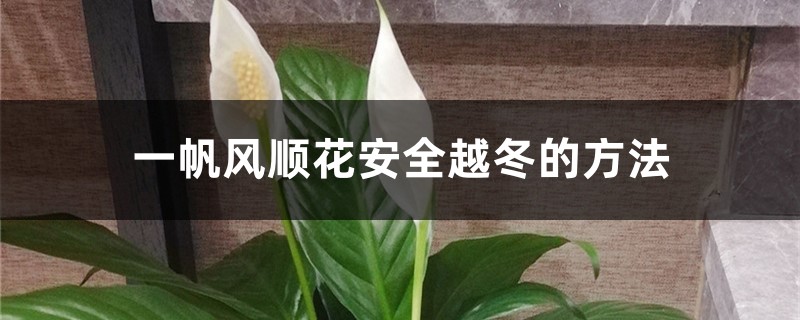 一帆风顺花安全越冬的方法，一帆风顺冬季会开花吗