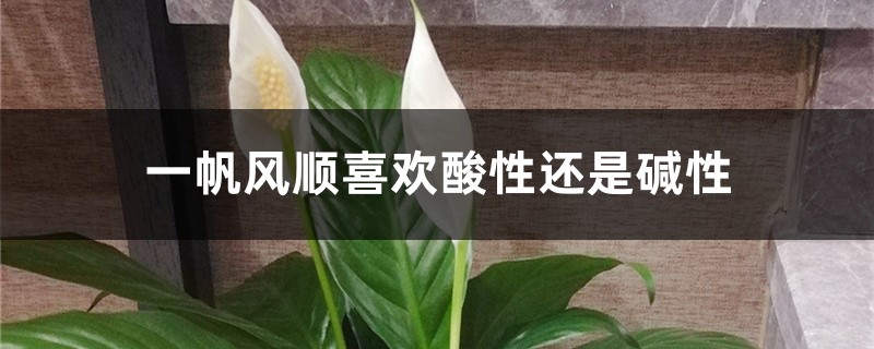 一帆风顺喜欢酸性还是碱性，一帆风顺能在北方养吗