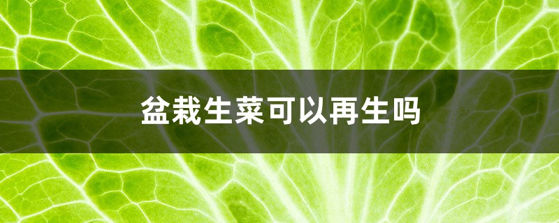 盆栽生菜可以再生吗，种子发芽后应该怎么浇水