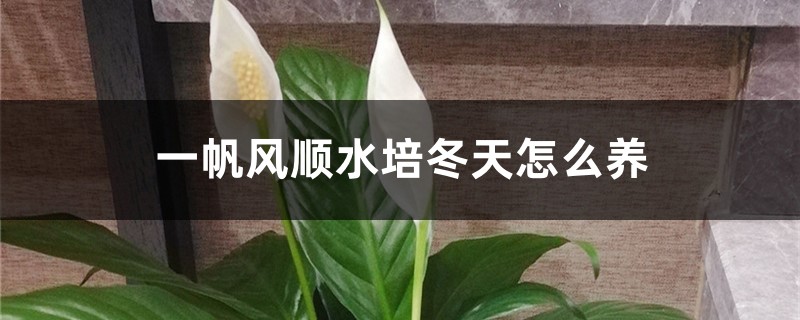 一帆风顺水培冬天怎么养，冬季会冻死吗