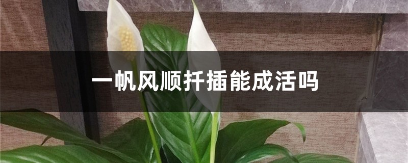 一帆风顺扦插能成活吗，一帆风顺通过什么方法繁殖