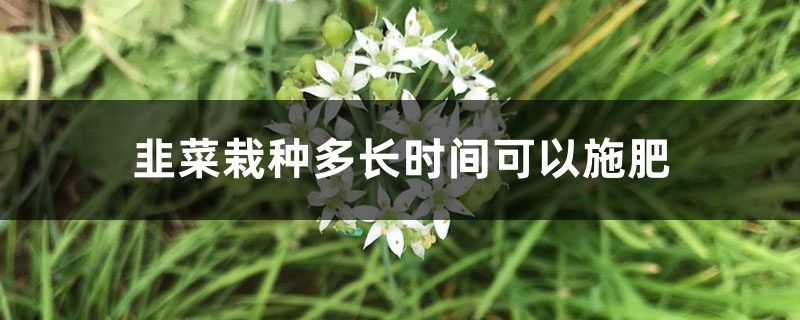 韭菜栽种多长时间可以施肥，韭菜栽种后多久适合剪第一次