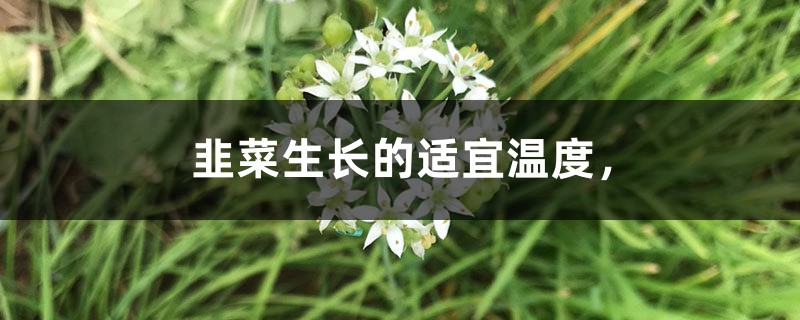 韭菜生长的适宜温度，韭菜生长周期