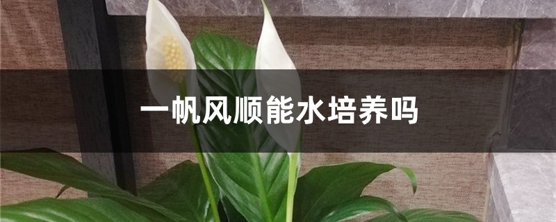 一帆风顺能水培养吗，水培养护方法